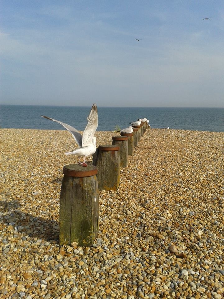 seagulls in eastbourne